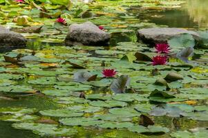 terra nostra park in de azoren is een groot botanisch tuin met een reusachtig verscheidenheid van planten en bomen en met meren, streams en een zwembad van vulkanisch oorsprong. foto