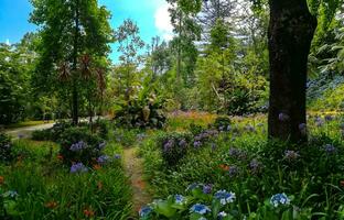 terra nostra park in de azoren is een groot botanisch tuin met een reusachtig verscheidenheid van planten en bomen en met meren, streams en een zwembad van vulkanisch oorsprong. foto