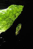 grot in bergen gedekt met groen gebladerte in Wales, uk foto