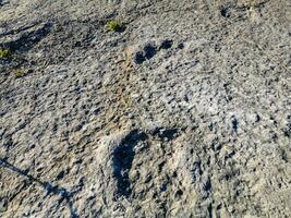 natuurlijk monument van fossiel dinosaurus voetafdrukken in serra d 'aire in pedreira Doen galinha, in Portugal. een pedagogisch stroomkring was gemaakt Bij de plaats, waar bezoekers kan zien en tintje de voetafdrukken foto