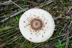 detail van een wild champignons in hun natuurlijk milieu foto