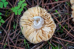 detail van een wild champignons in hun natuurlijk milieu foto