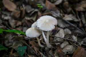 detail van een wild champignons in hun natuurlijk milieu foto