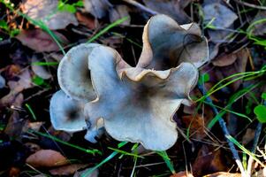 detail van een wild champignons in hun natuurlijk milieu foto