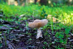 detail van een wild champignons in hun natuurlijk milieu foto