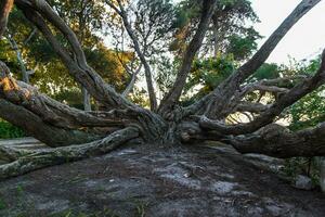 melaleuca armillaris is een heel groot boom, met groot takken, oorspronkelijk van Australië foto