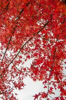 de natuurlijk schoonheid van herfst kleuren en vallend bladeren foto