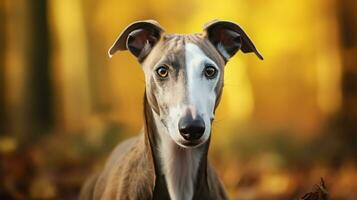 realistisch portret van whippet hond. ai gegenereerd foto