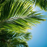 levendig groen palm bladeren tegen blauw lucht foto