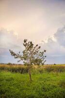 boom in een groen veld- en groot wit wolken, zomer zonsondergang foto