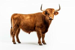 portret van een bruin stier geïsoleerd Aan een wit studio achtergrond. ai gegenereerd foto