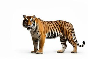 tijger staand geïsoleerd Aan wit achtergrond met knipsel pad, voorkant visie ai gegenereerd foto