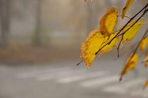 oranje geel bladeren Aan de achtergrond van een voetganger kruispunt in de mist. herfst seizoen in de stad foto