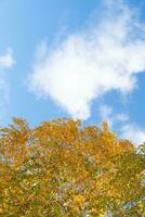 oranje geel herfst bladeren Aan lucht achtergrond. vallen seizoen, oktober, november tijd foto