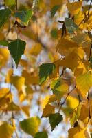 geel groen herfst berk bladeren Aan takken foto