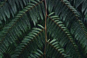 donkere varenbladeren in het tropische regenseizoen foto