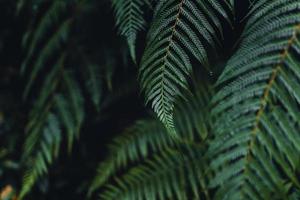donkere varenbladeren in het tropische regenseizoen foto