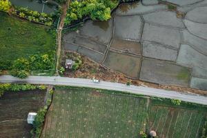 jonge rijstplant in de veldvorm hierboven foto