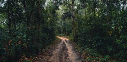 onverharde weg naar het bos in het tropische regenseizoen foto