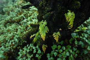 bomen en varens in het regenachtige dagbos foto