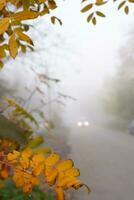 oranje geel bladeren Aan de achtergrond van auto koplampen in de mist. herfst seizoen in de stad foto