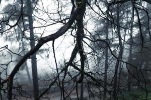 bomen en varens in het regenachtige dagbos foto