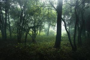 bos in de mistige regenachtige dag, varens en bomen foto