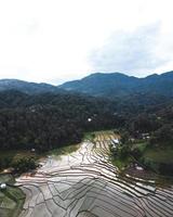 rijstvelden aan het begin van de teelt foto