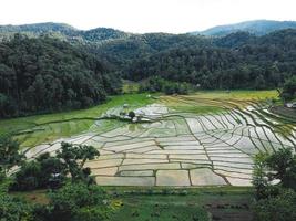 rijstvelden aan het begin van de teelt foto