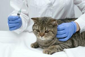 portret van een mooi Schots gestreept kat. veterinair geneesmiddel. foto