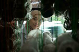 jong Aziatisch moslim vrouw wetenschapper Onderzoek werk Bij paddestoel fabriek, verzamelen volwassen champignons in paddestoel huis voor laboratorium experimenten. foto