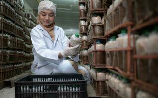 jong Aziatisch moslim vrouw wetenschapper aan het doen Onderzoek Bij een paddestoel fabriek, onderzoeken de groei van schimmels in paddestoel klontjes. in een steriel en temperatuurgecontroleerd kamer foto
