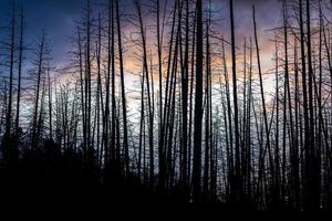 dramatische scène van twilight sky met silhouet dode bomen. foto