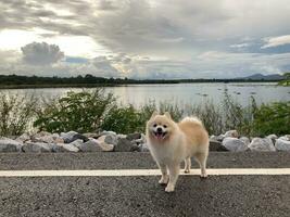 een schattig wit pommeren spits, glimlachen hond, wit lachend hond foto