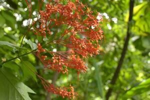 rood naald- bloem, klein bloemblaadjes in de tuin, Bangkok, Thailand foto