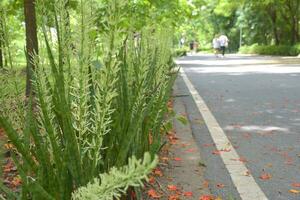 tuin weg en mooi groen bladeren in de park. Bangkok, Thailand foto