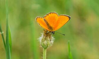 een oranje vlinder is zittend Aan een fabriek foto