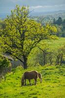 natuurlijk park van Auvergne vulkanen foto