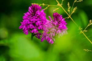 regionaal natuurlijk park van bauges foto