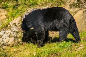 een zwart beer is staand Aan een met gras begroeid heuvel foto