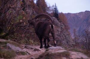 een RAM staand Aan een rotsachtig spoor in de bergen foto