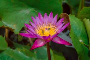 dichtbij omhoog van lotus bloem met lotus blad foto