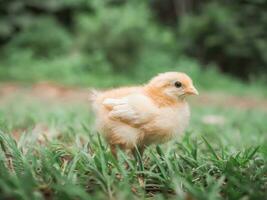 een kip baby in de tuin foto