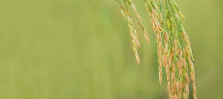 dichtbij omhoog oor van rijst- in rijst- veld- foto