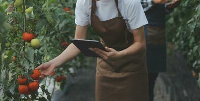 in de industrieel kas twee agrarisch ingenieurs test planten Gezondheid en analyseren gegevens met tablet computer. foto