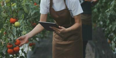 in de industrieel kas twee agrarisch ingenieurs test planten Gezondheid en analyseren gegevens met tablet computer. foto