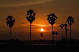 palmbomen silhouet bij zonsondergang foto