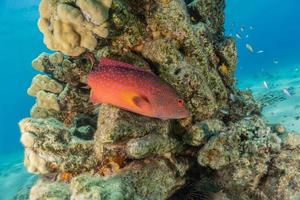 vissen zwemmen in de rode zee, kleurrijke vissen, eilat israel foto