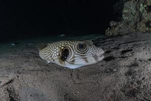 vissen zwemmen in de rode zee, kleurrijke vissen, eilat israel foto