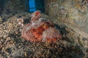 vissen zwemmen in de rode zee, kleurrijke vissen, eilat israel foto